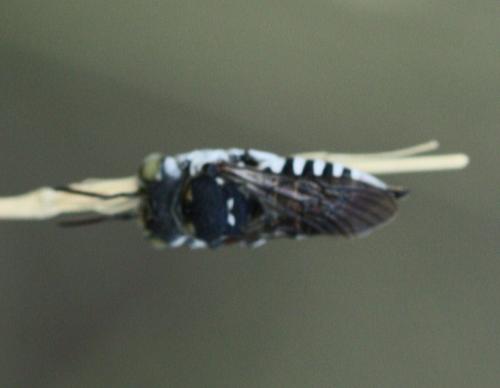 Coelioxys argentea