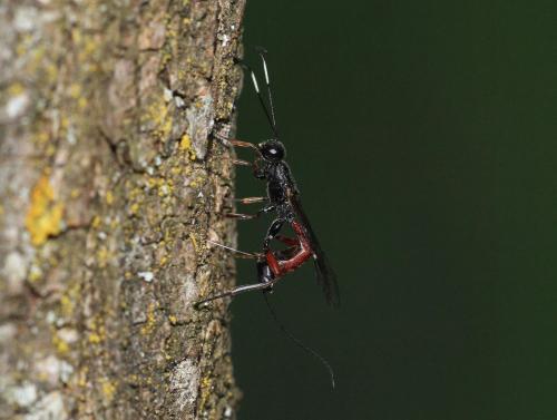 Xorides sp.