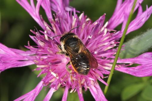 Megachile sp.