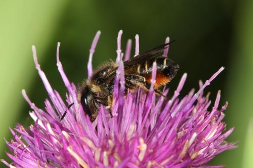Megachile sp.