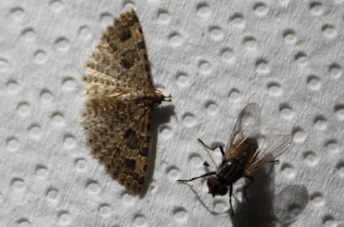 Alucita hexadactyla