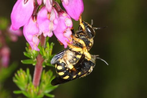 Anthidiellum strigatum