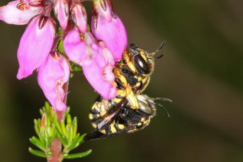 Réf. 65 759 : Anthidiellum strigatum