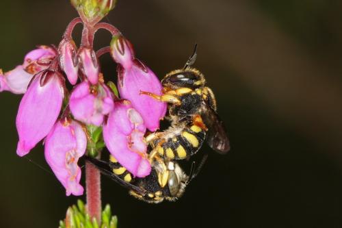 Réf. 65 760 : Anthidiellum strigatum