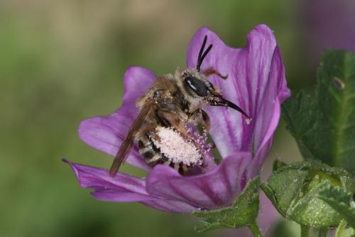 Tetralonia malvae