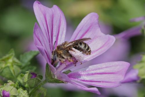 Tetralonia malvae