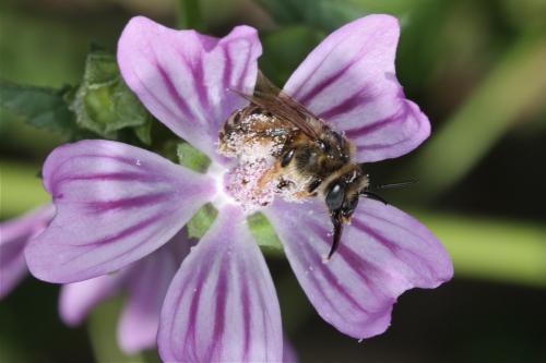 Tetralonia malvae