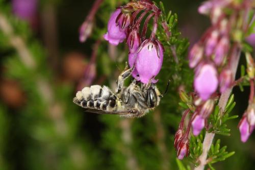 Réf. 65 711 : Megachile sp.