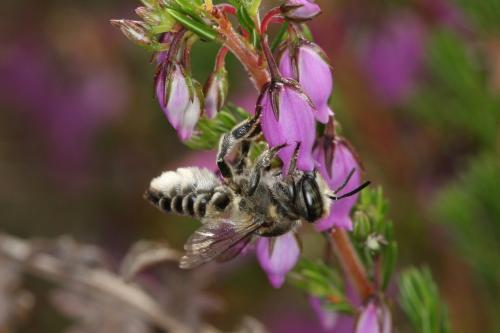 Réf. 65 712 : Megachile sp.