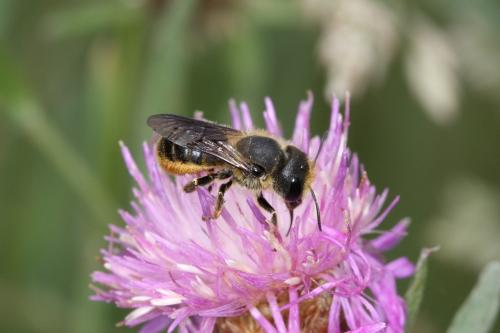 Osmia sp.