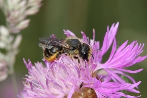 Réf. 65 718 : Osmia sp.
