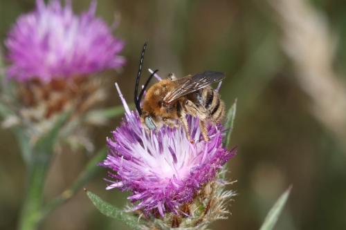Tetraloniella dentata