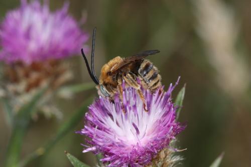 Tetraloniella dentata