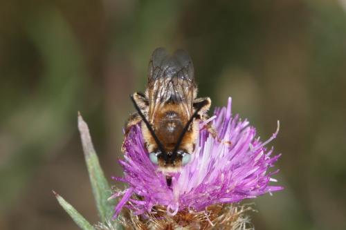 Tetraloniella dentata