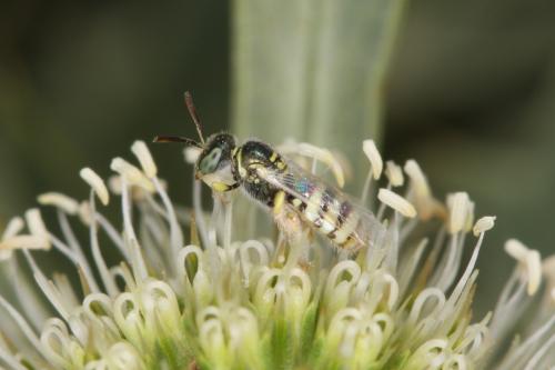 Ceylalictus variegatus