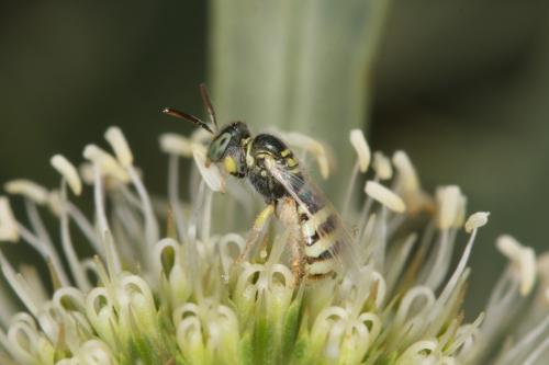 Ceylalictus variegatus