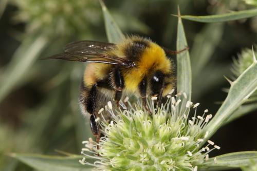 Bombus sp.
