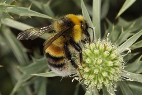 Bombus sp.
