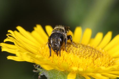 Heriades truncorum
