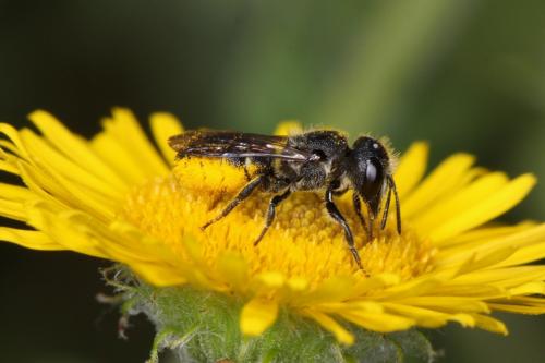 Heriades truncorum