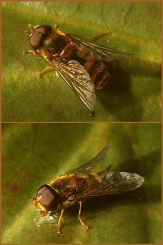 Epistrophe melanostoma