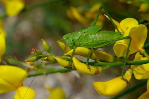 Réf. 65 520 : Tettigonia viridissima
