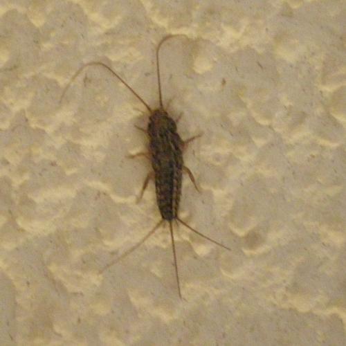 Ctenolepisma sp.