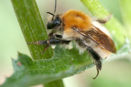 Réf. 65 874 : Bombus pascuorum