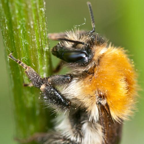 Bombus pascuorum