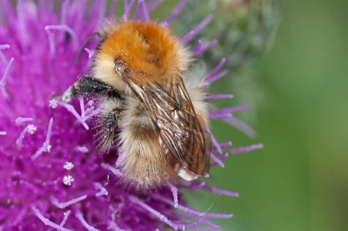 Bombus pascuorum