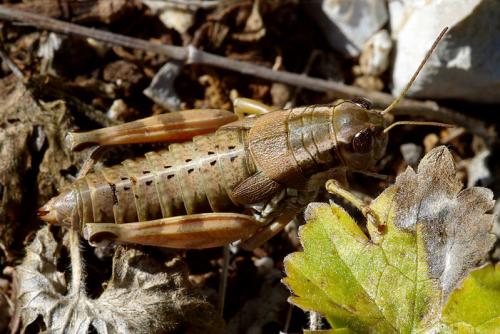 Réf. 65 280 : Podisma amedegnatoae