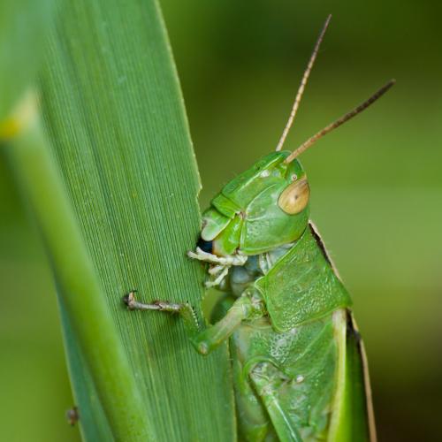 Paracinema tricolor bisignata