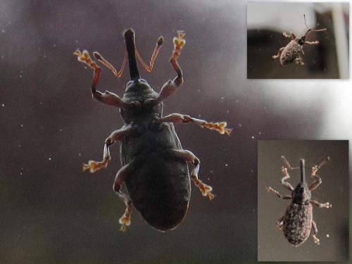 Réf. 65 184 : Dorytomus sp.
