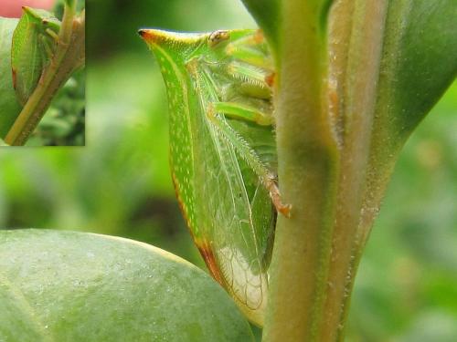 Réf. 65 287 : Stictocephala bisonia