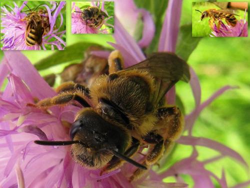 Réf. 65 391 : Halictus scabiosae
