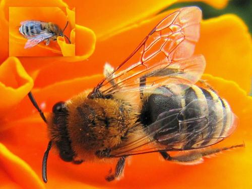 Colletes sp.