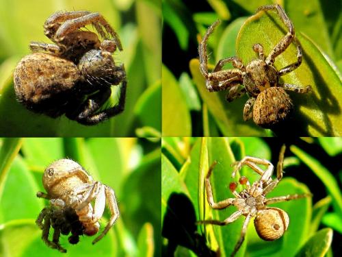 Xysticus sp.
