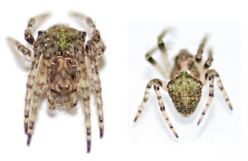 Réf. 65 866 : Gibbaranea gibbosa