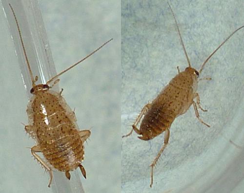 Ectobius pallidus