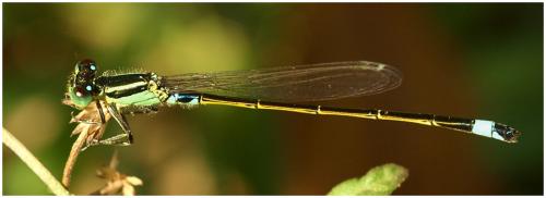 Réf. 65 879 : Ischnura senegalensis