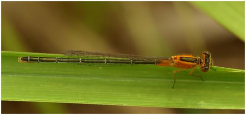 Réf. 65 883 : Ischnura senegalensis
