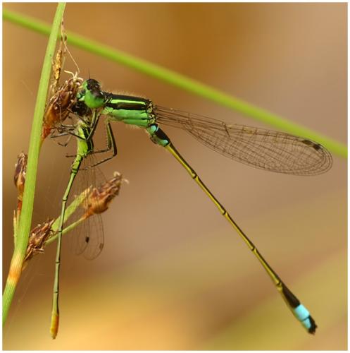 Ischnura senegalensis