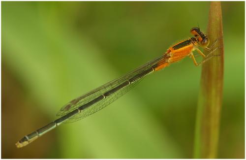 Réf. 65 881 : Ischnura senegalensis