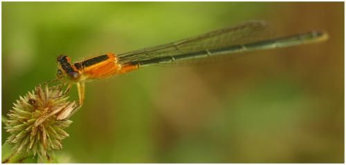 Réf. 65 882 : Ischnura senegalensis