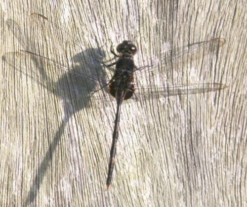 Réf. 65 902 : Erythemis plebeja