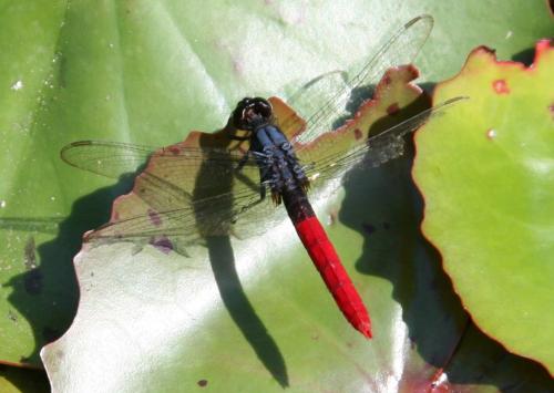 Erythemis peruviana