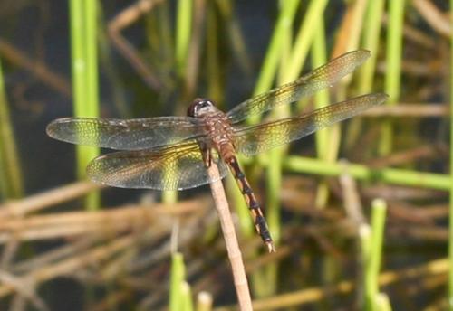 Brachymesia herbida