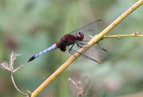 Réf. 65 610 : Erythrodiplax fusca