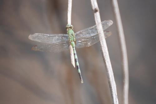 Erythemis vesiculosa