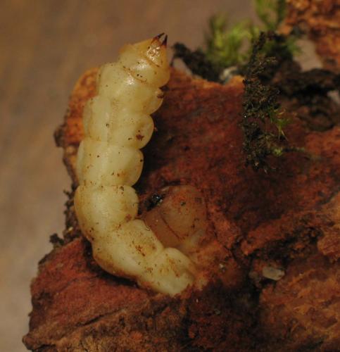 Réf. 65 240 : Agrilus sp.